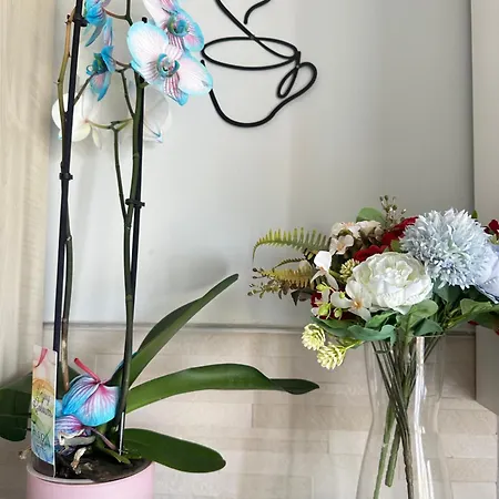 Of Apartament Asti